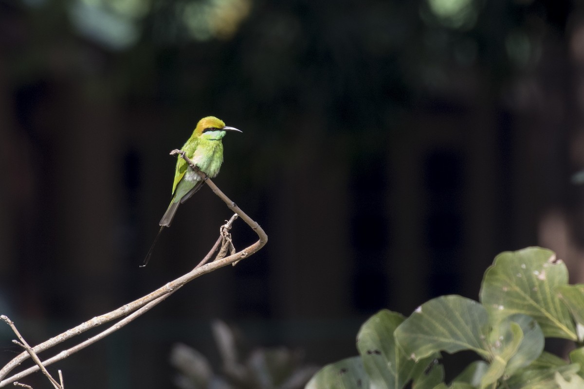 Asian Green Bee-eater - ML612437913