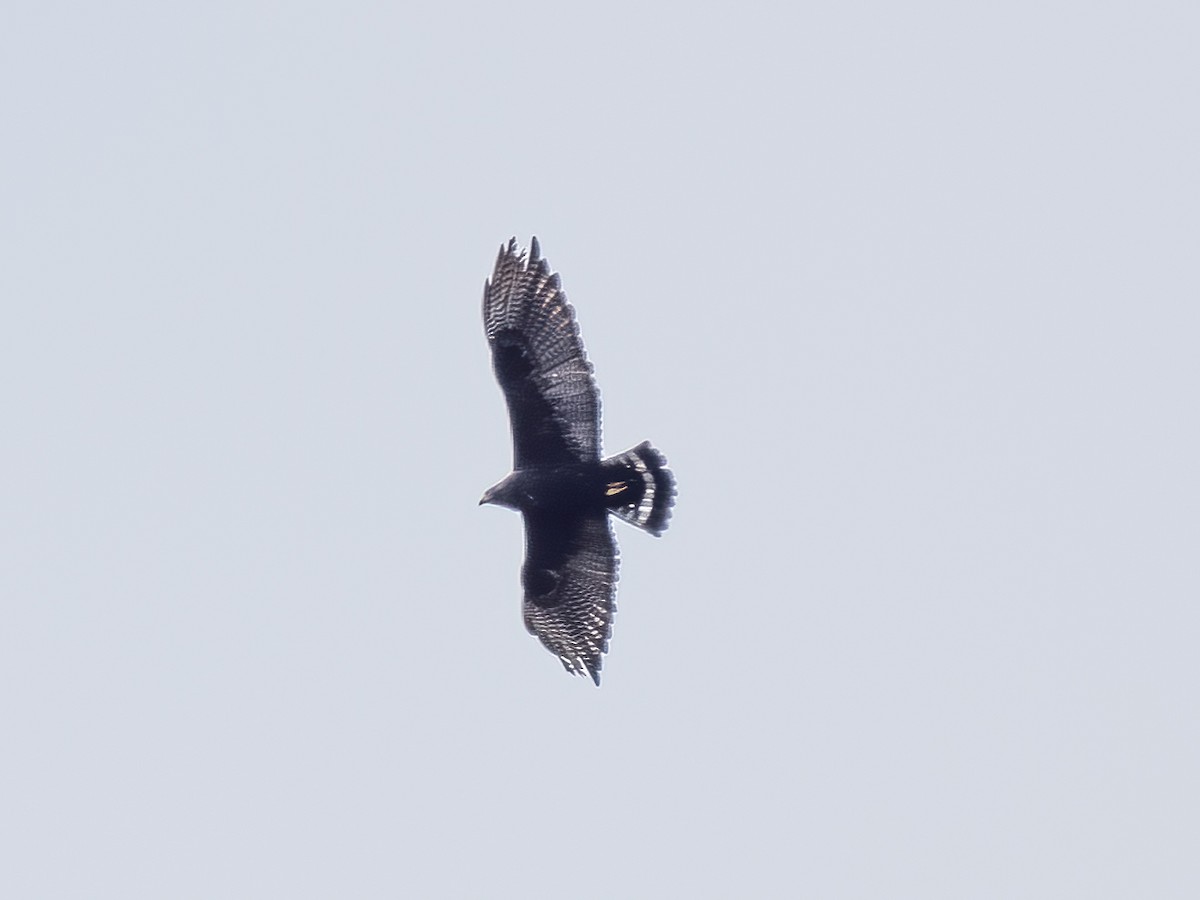 Zone-tailed Hawk - Hans Petermann