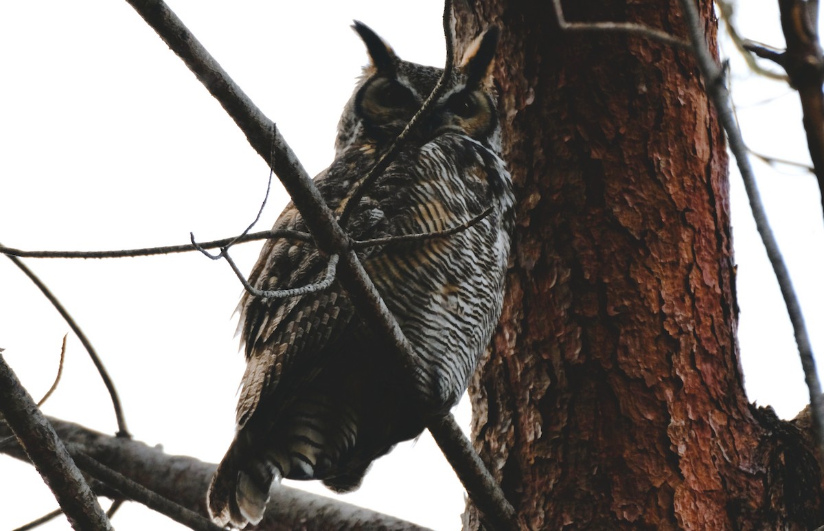 Great Horned Owl - Monica P