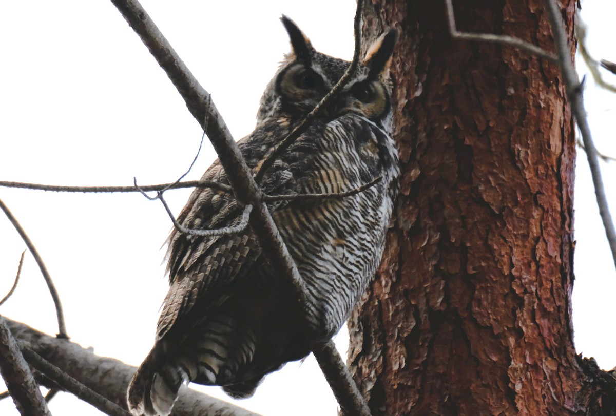 Great Horned Owl - ML612438671
