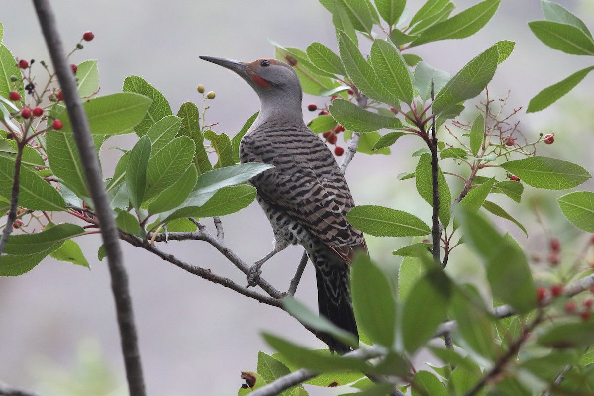 Northern Flicker (Red-shafted) - ML612438677