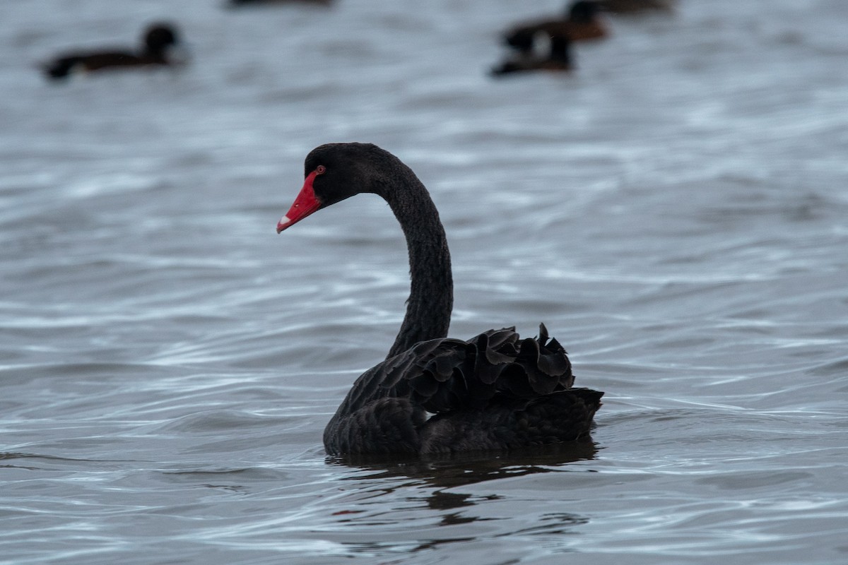 Black Swan - ML612438910