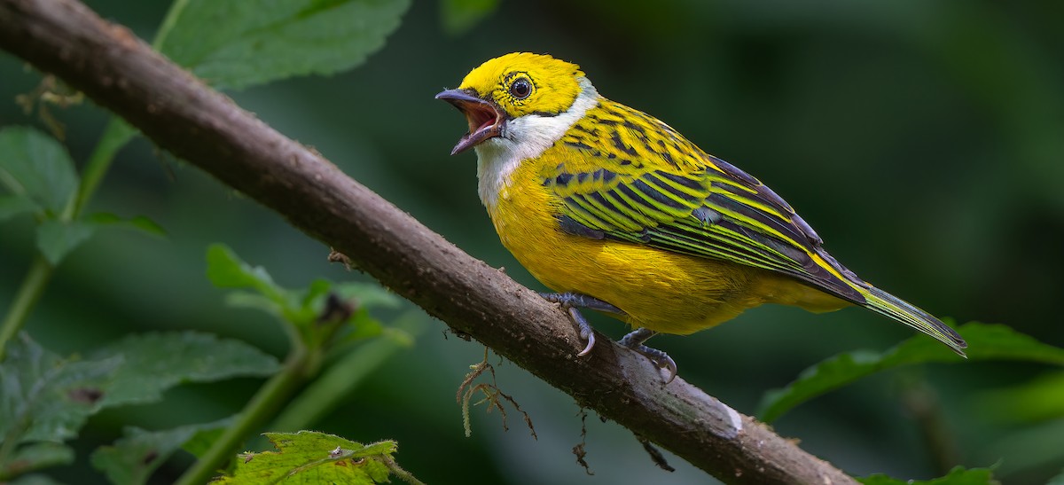 Silver-throated Tanager - ML612439077