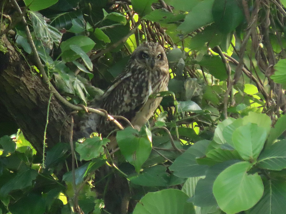 Short-eared Owl - ML612439104