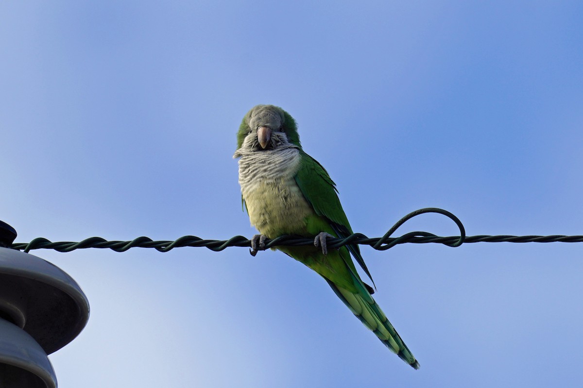 eBird Checklist 19 Dec 2023 Reama Park 4 species