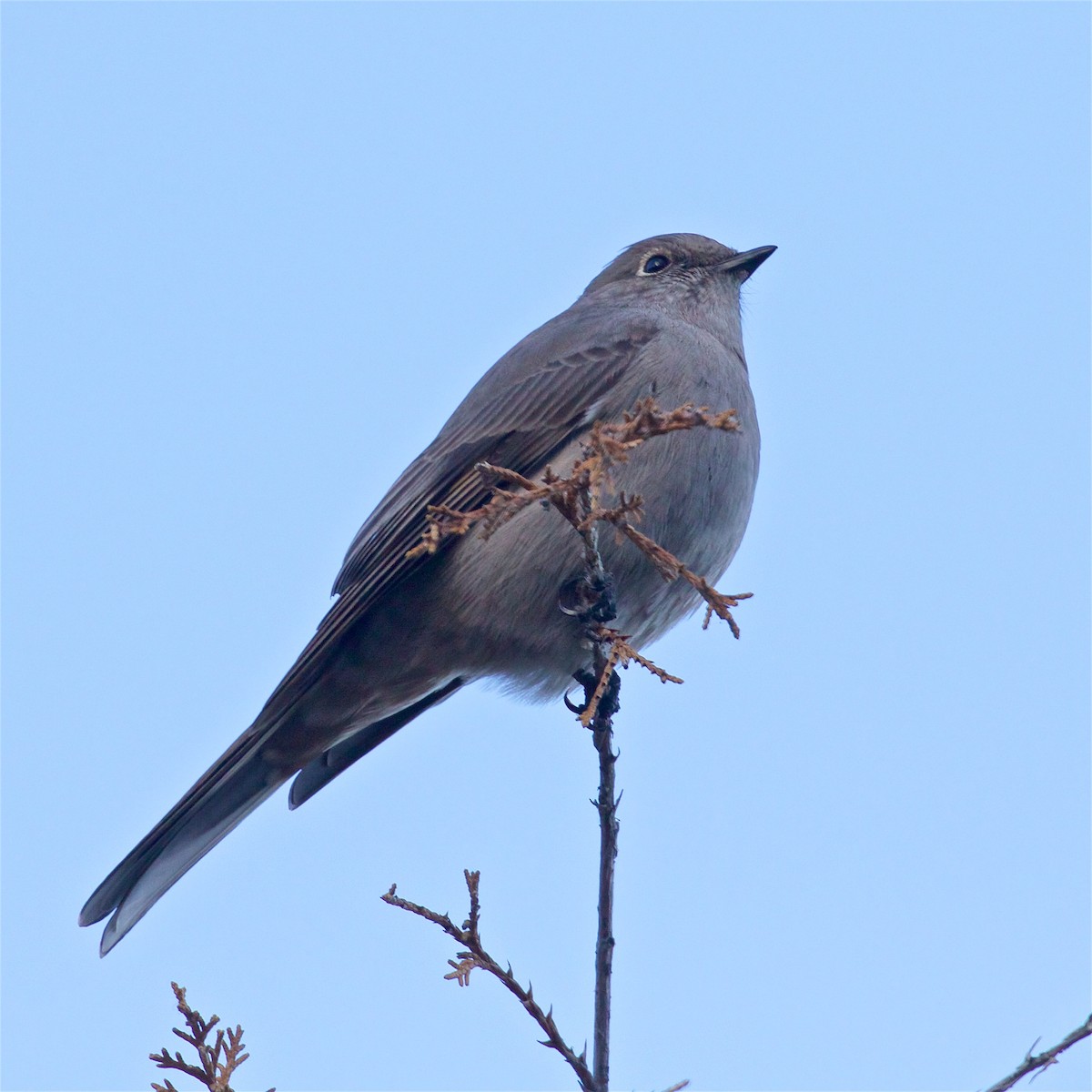 Townsend's Solitaire - ML612439274