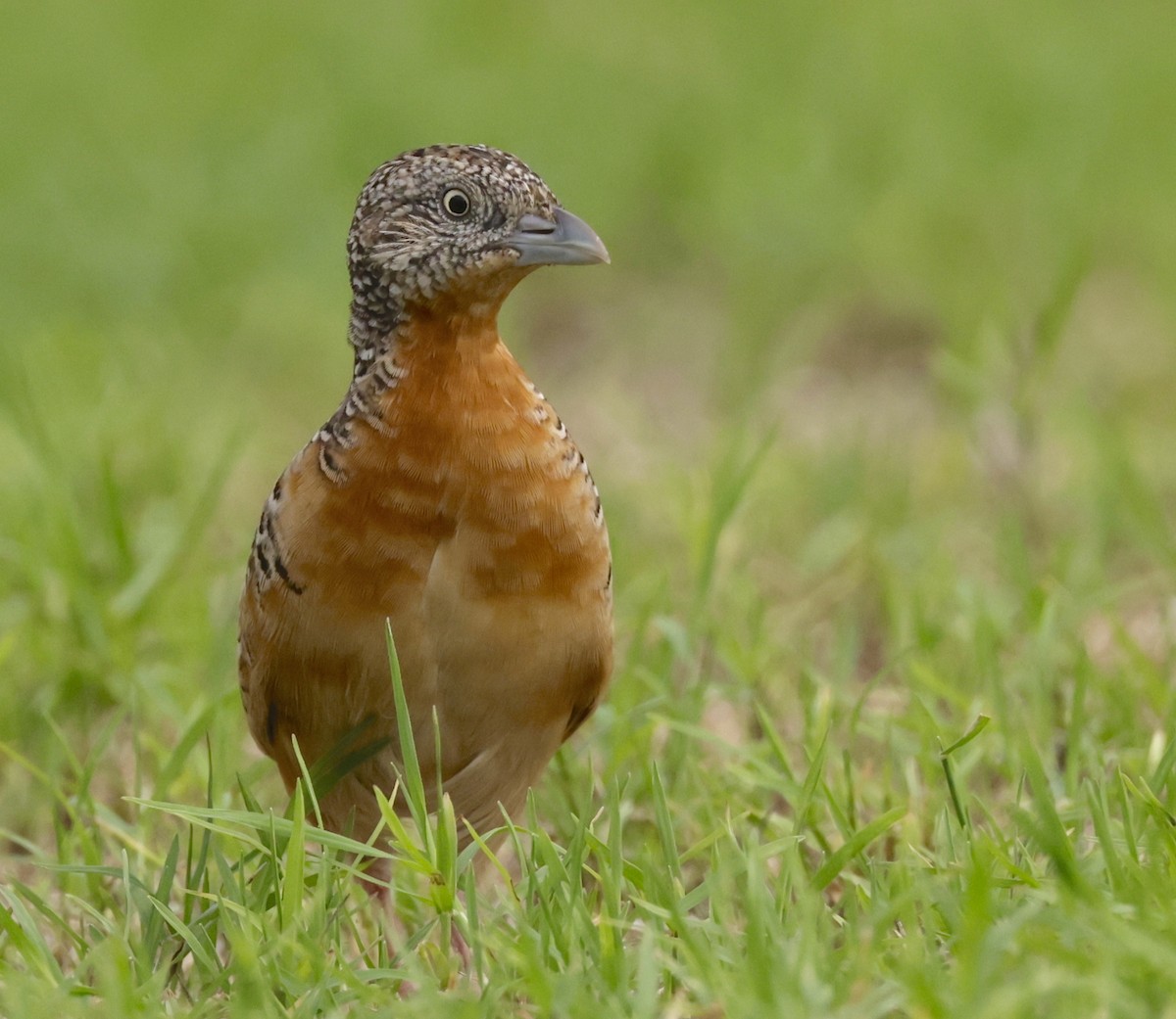 Red-chested Buttonquail - ML612439300