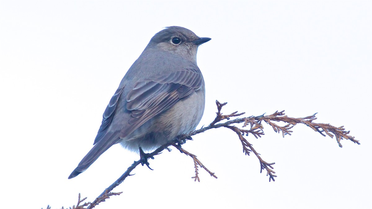 Townsend's Solitaire - ML612439412