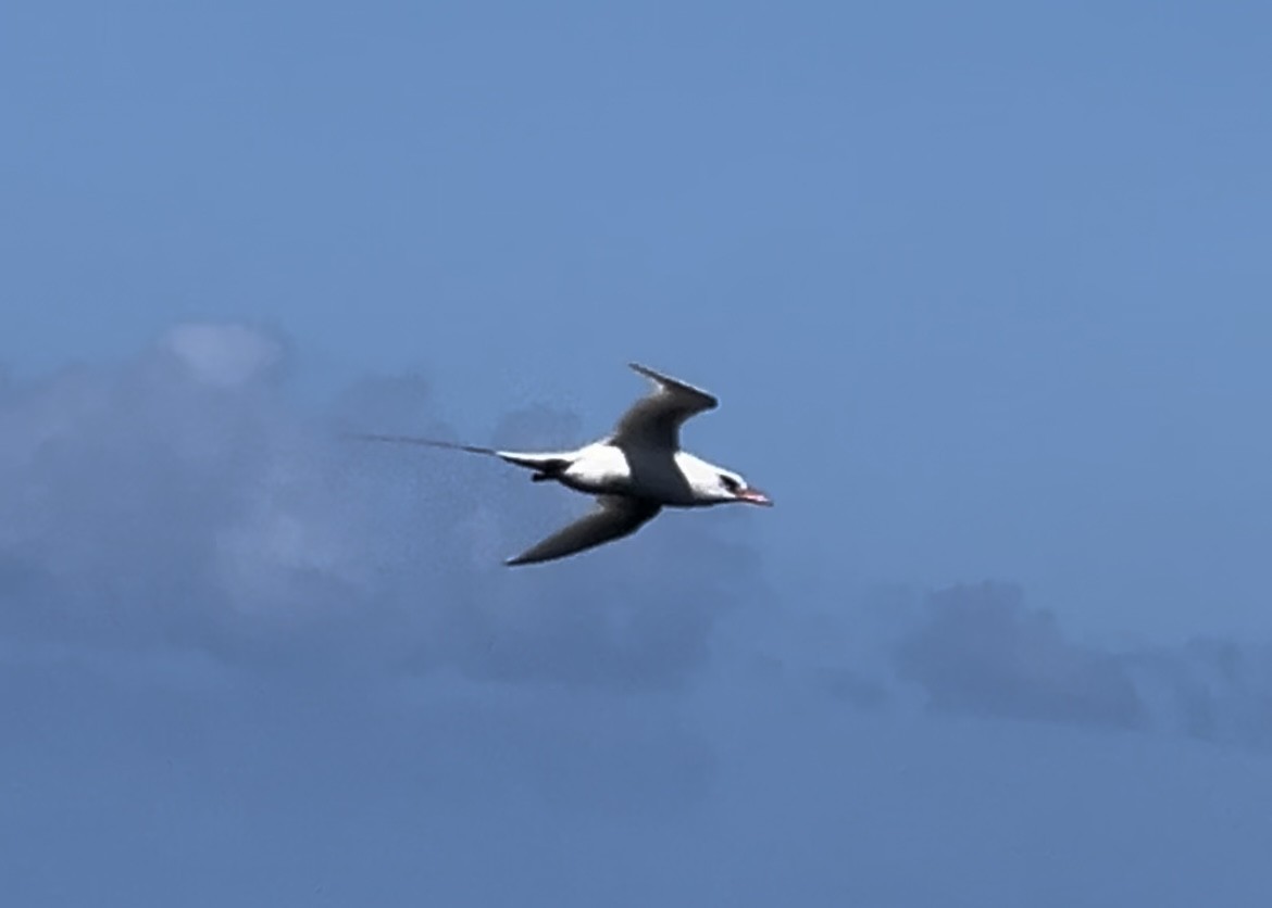 Red-tailed Tropicbird - ML612439706