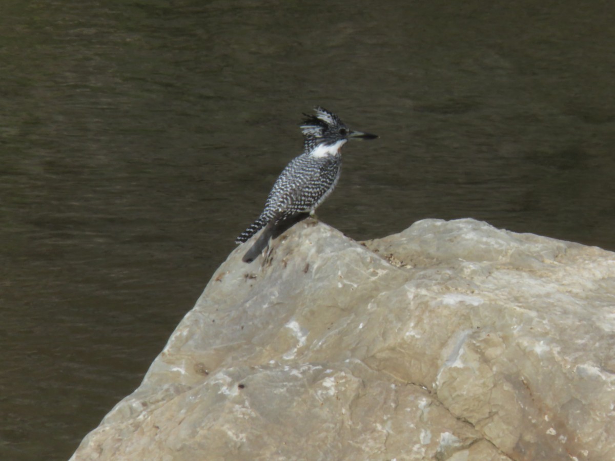 Crested Kingfisher - ML612439977