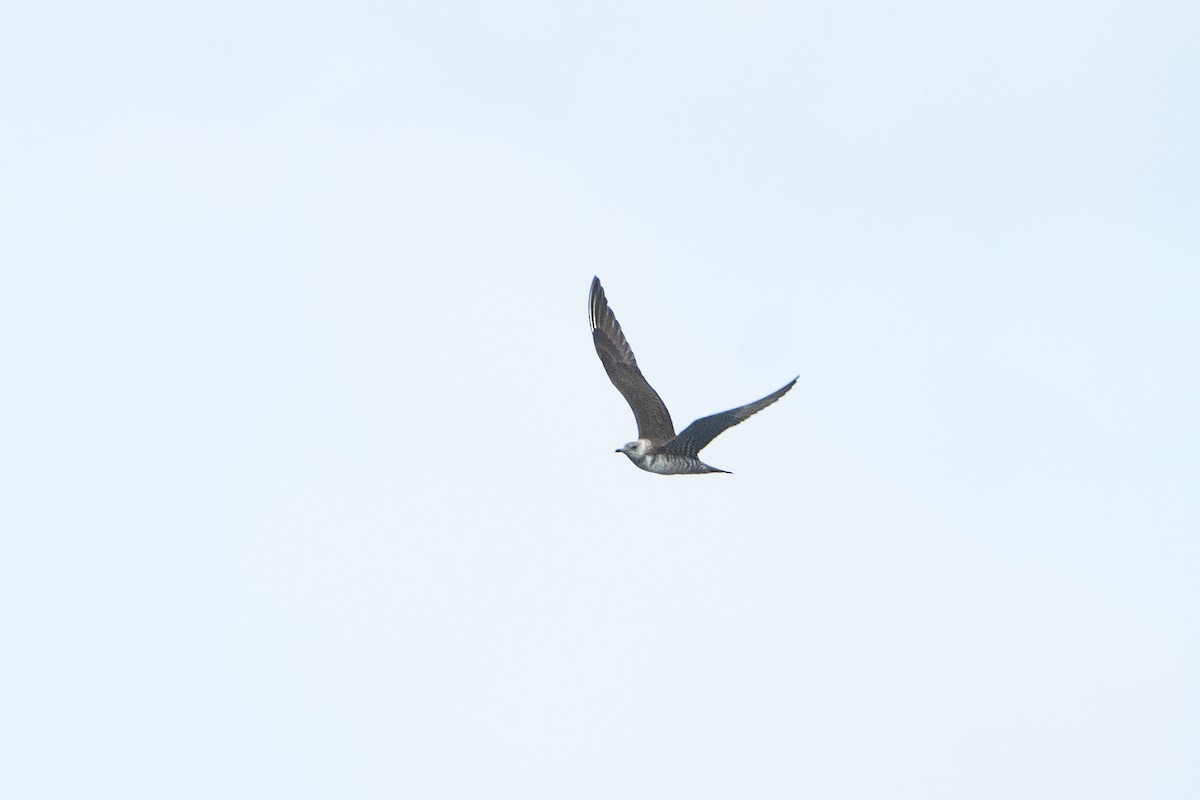 Long-tailed Jaeger - ML612440119
