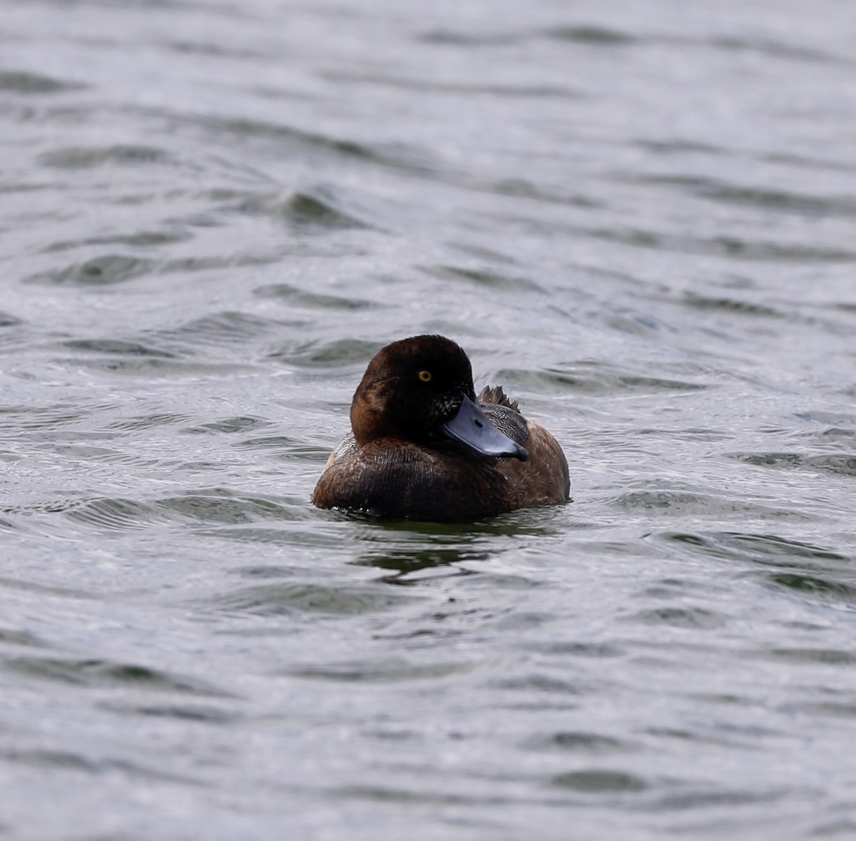 Greater Scaup - ML612440159