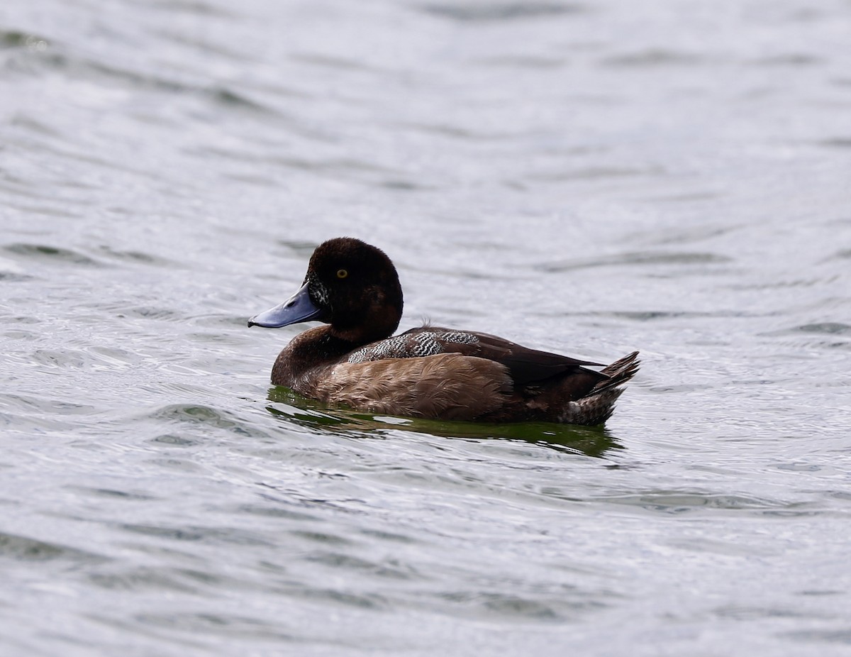 Greater Scaup - ML612440161