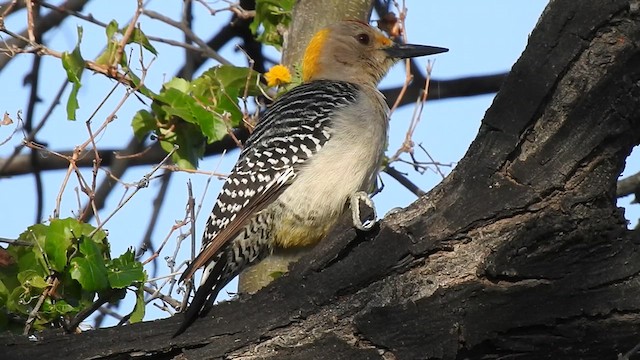 Golden-fronted Woodpecker (Northern) - ML612441092