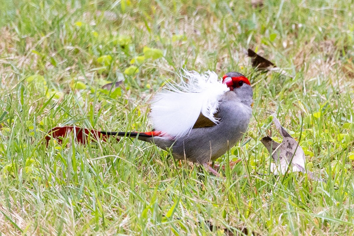 Red-browed Firetail - ML612441512