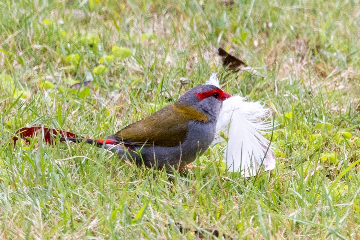 Red-browed Firetail - ML612441513