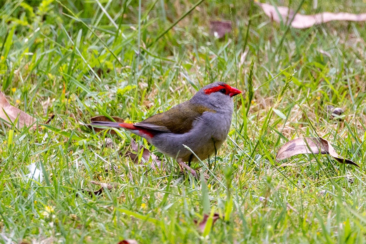 Red-browed Firetail - ML612441514