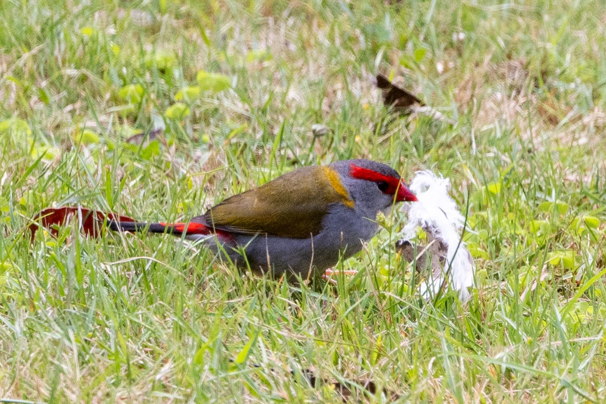 Red-browed Firetail - ML612441515