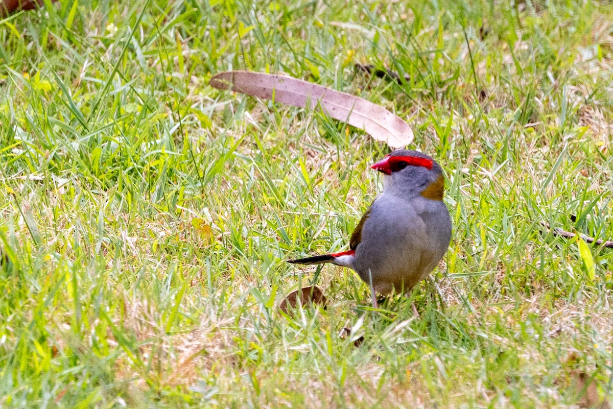 Red-browed Firetail - ML612441516