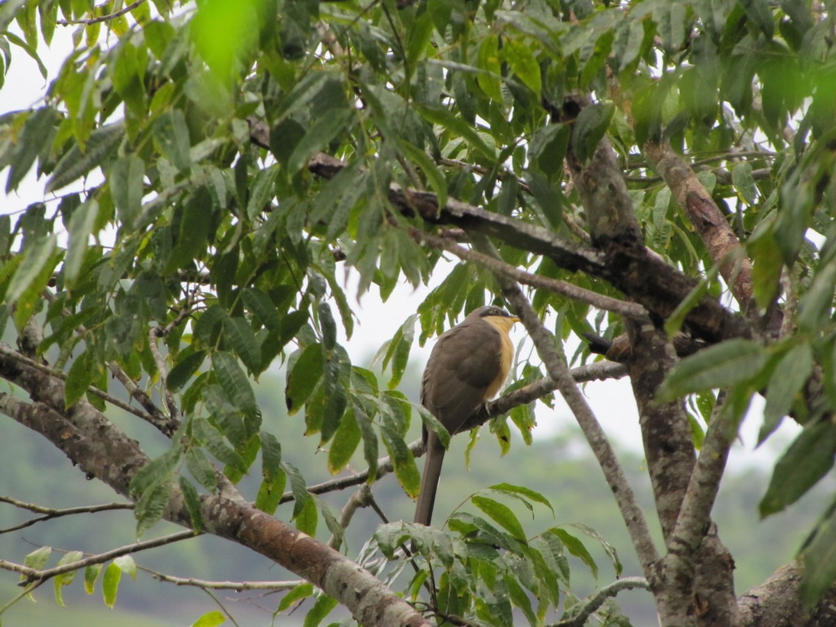 Mangrove Cuckoo - ML612441548