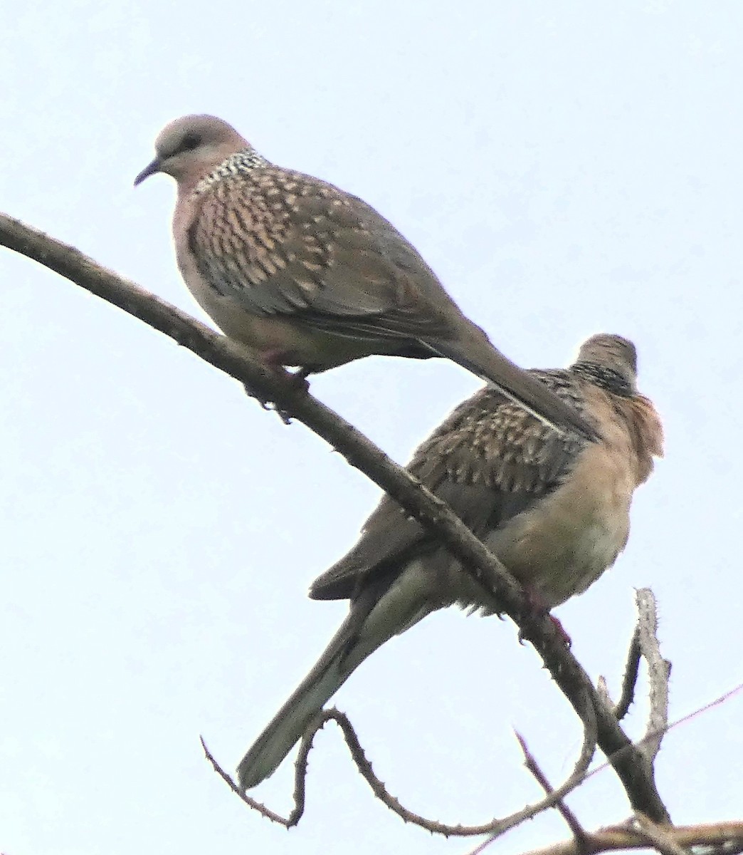 Spotted Dove - ML612441691