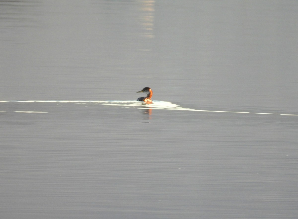 Red-necked Grebe - ML612441746