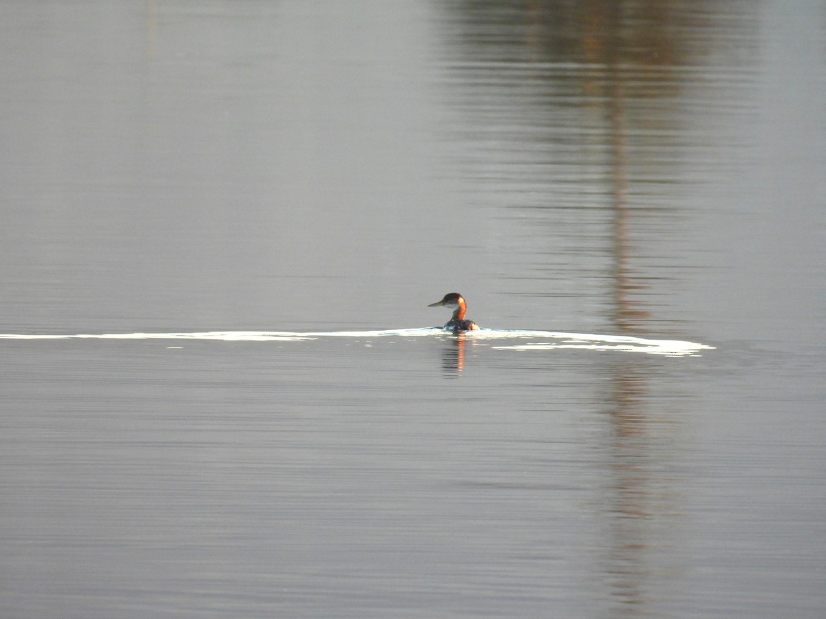 Red-necked Grebe - ML612441747