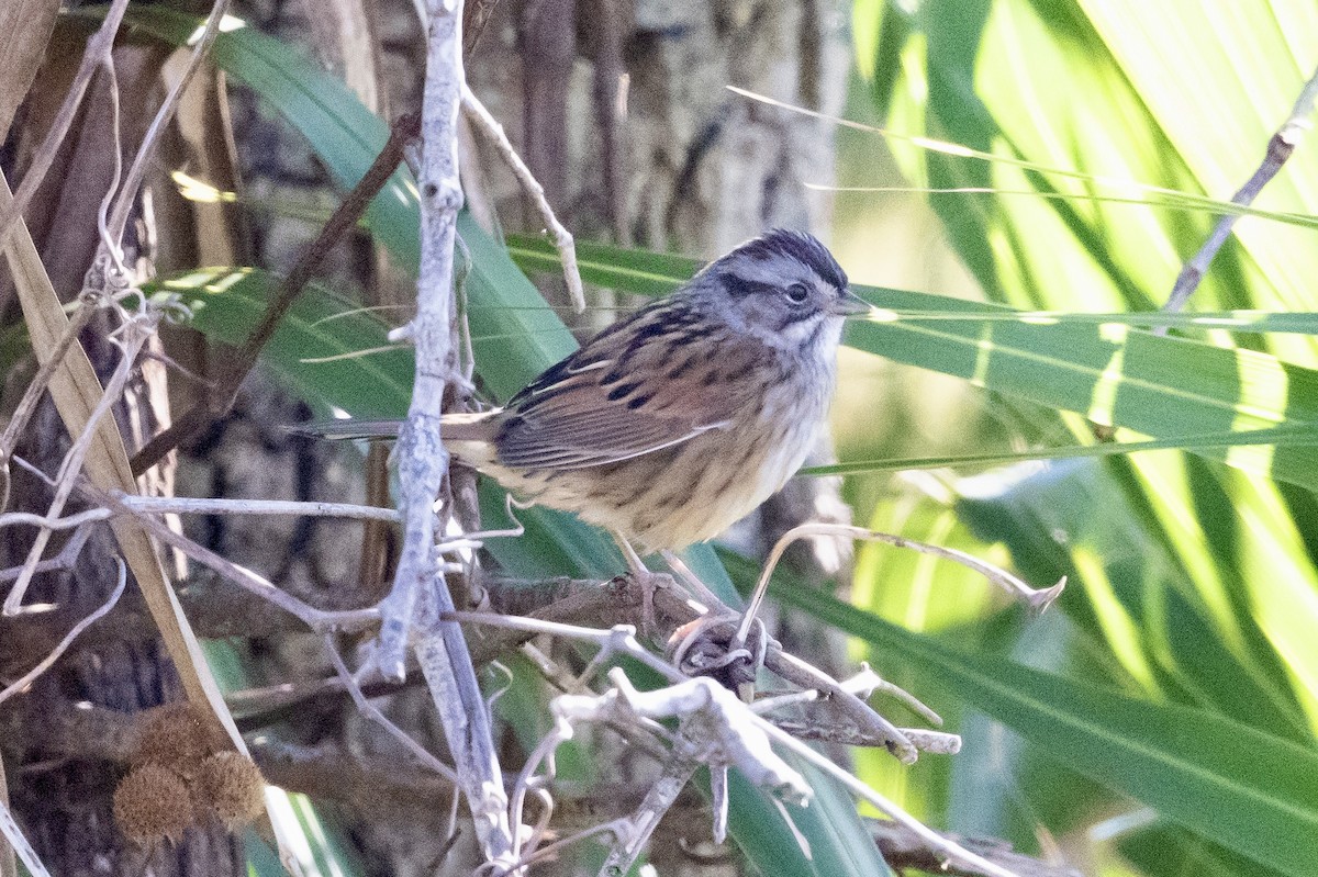 Swamp Sparrow - ML612441962