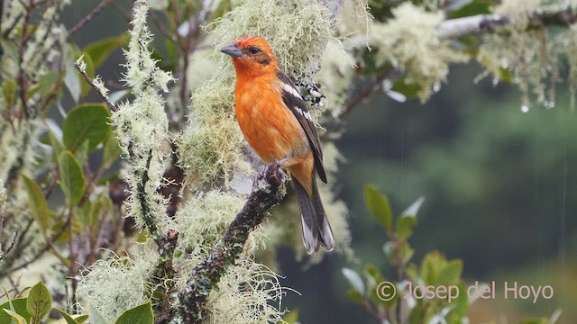 Flame-colored Tanager - ML612442768