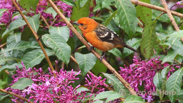 Flame-colored Tanager - ML612442810