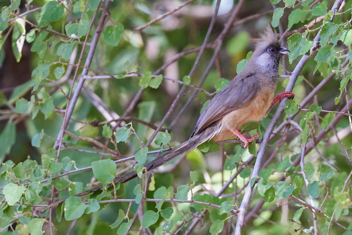 Speckled Mousebird - ML612442813