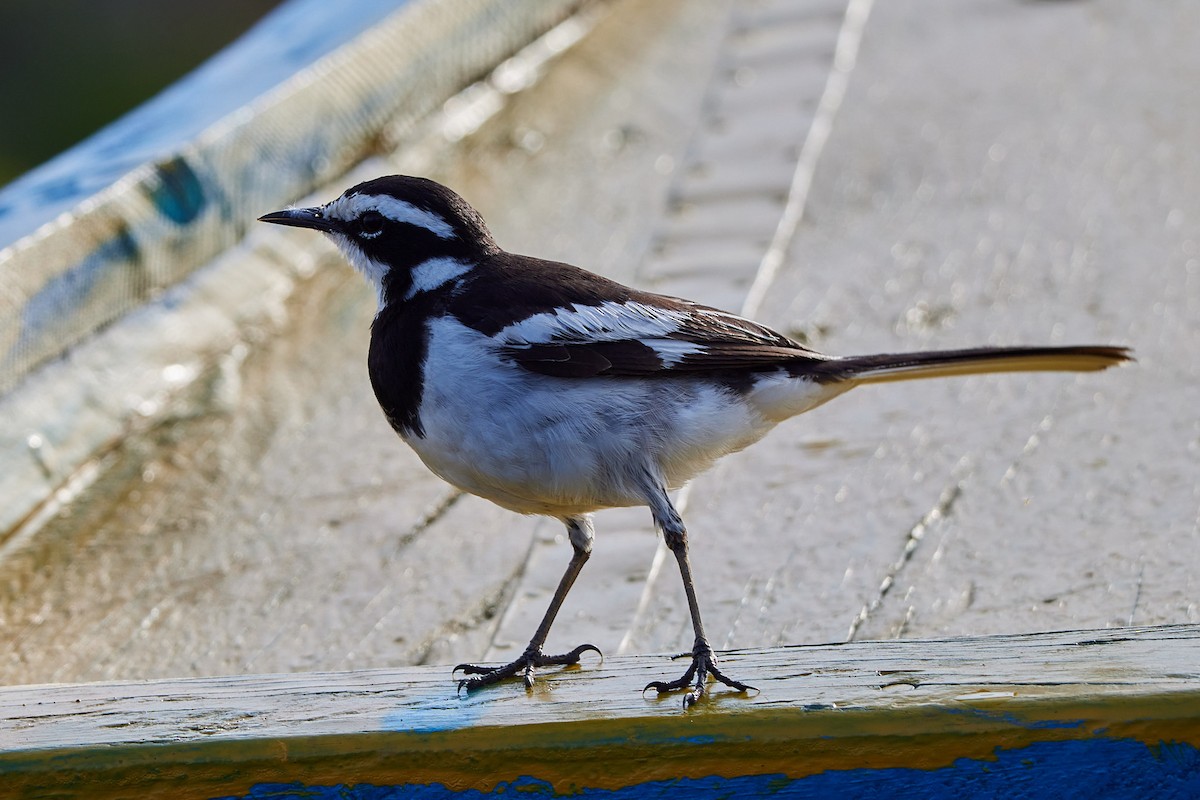 African Pied Wagtail - Oliver Kell