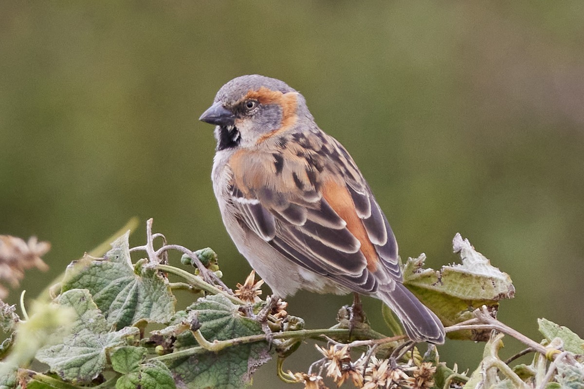 Kenya Rufous Sparrow - Oliver Kell