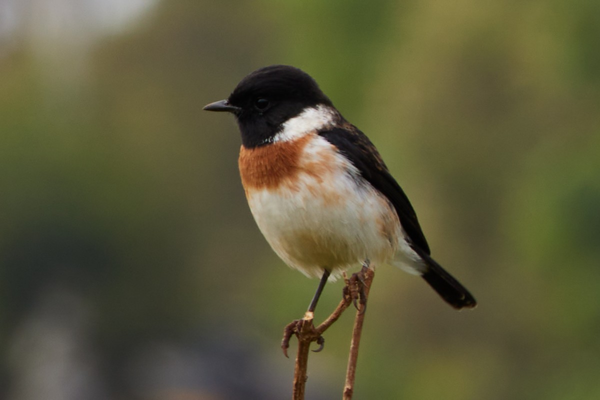 African Stonechat - ML612443087