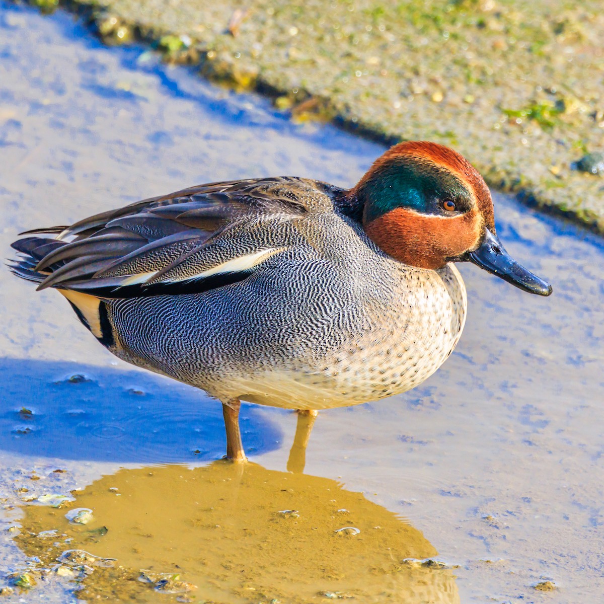 Green-winged Teal - ML612443096