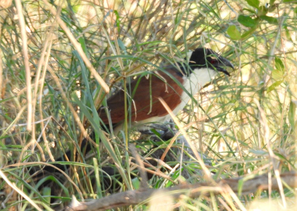 White-browed Coucal (Burchell's) - ML612443182