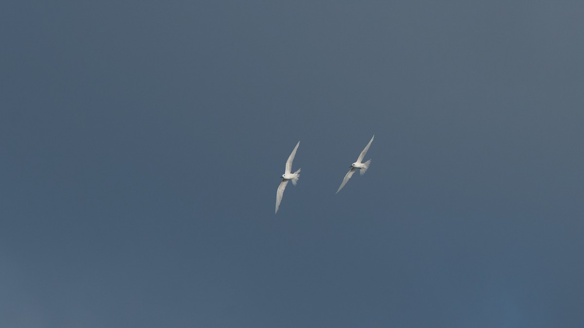 White Tern - ML612443410