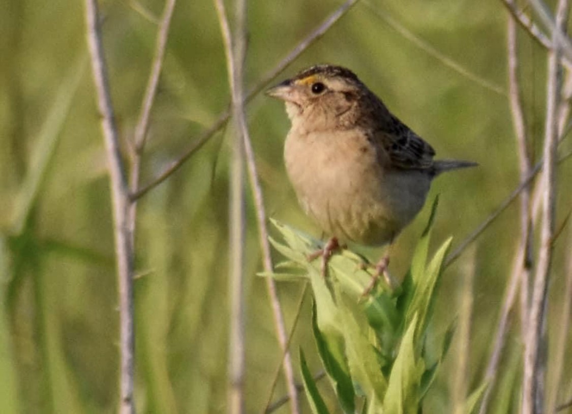 Grasshopper Sparrow - Dawn Pietrykowski