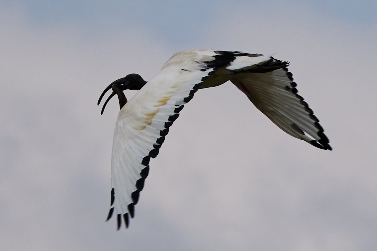 African Sacred Ibis - Oliver Kell