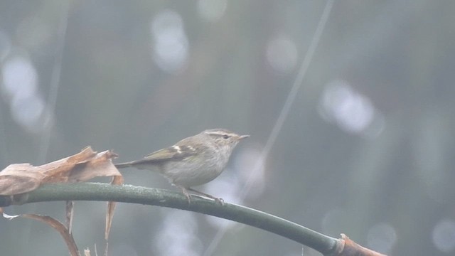 Yellow-browed Warbler - ML612443616