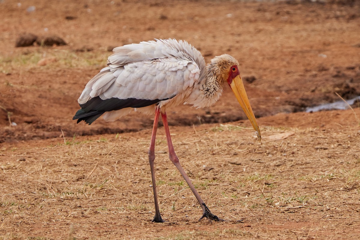 Yellow-billed Stork - Oliver Kell