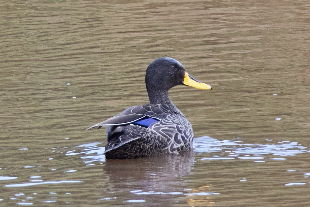 Yellow-billed Duck - ML612443725