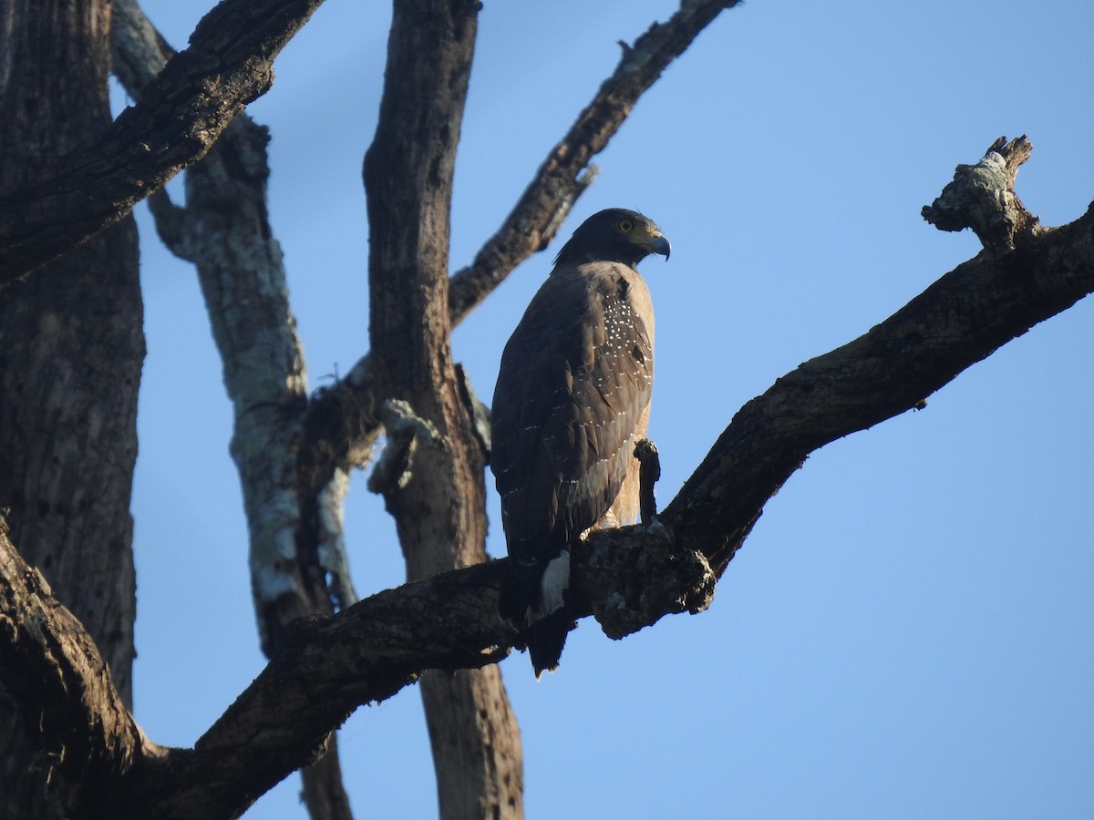 Crested Serpent-Eagle - ML612443838