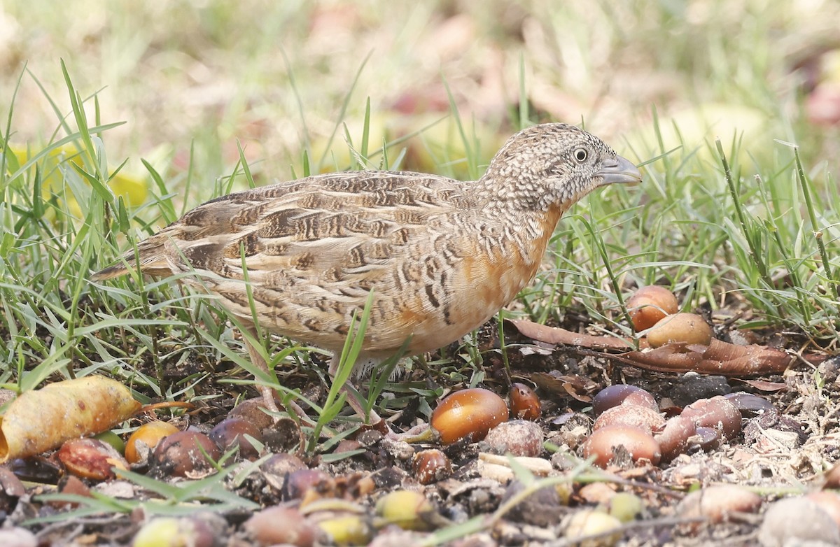 Red-chested Buttonquail - ML612443977