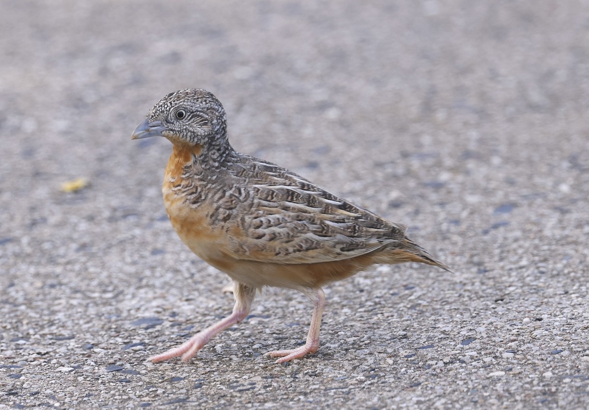 Red-chested Buttonquail - ML612443978