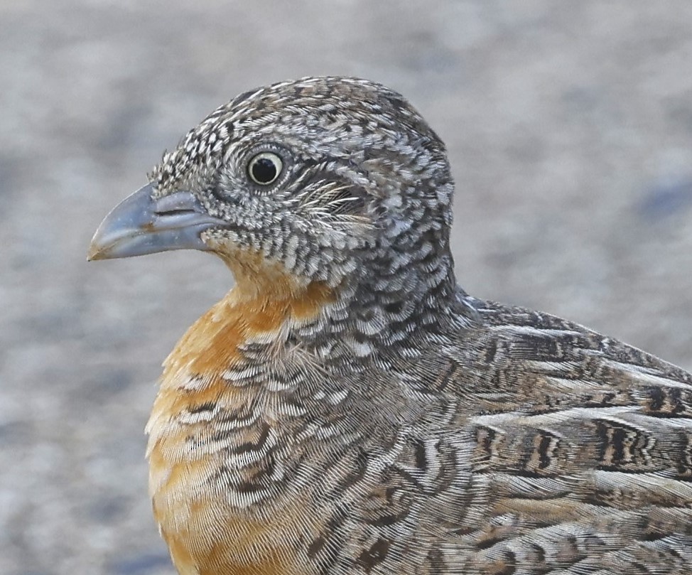 Red-chested Buttonquail - ML612443983