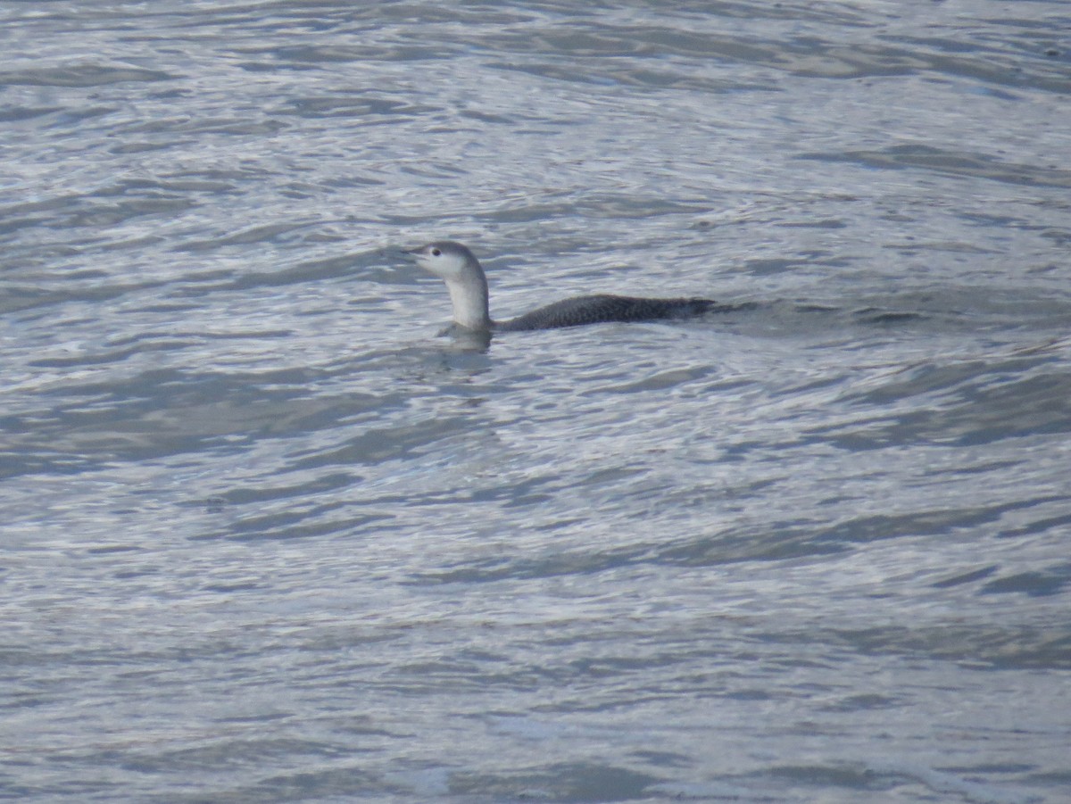 Red-throated Loon - ML612443985