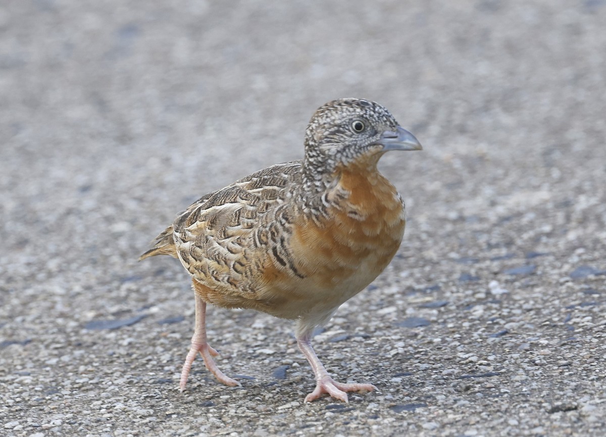 Red-chested Buttonquail - Mary Clarke