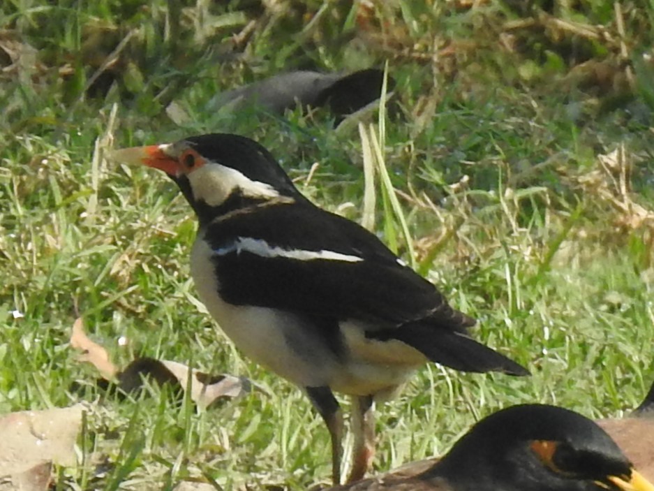 Indian Pied Starling - ML612444108