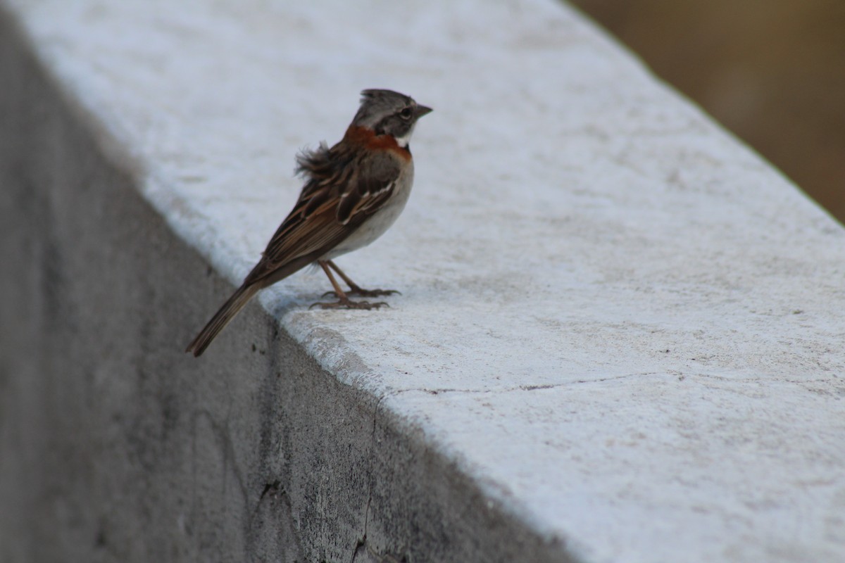 Rufous-collared Sparrow - ML612444415